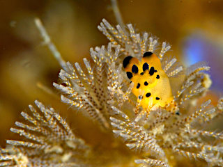 カンナツノザヤウミウシ