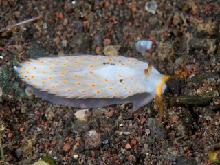 キホシミノウミウシ