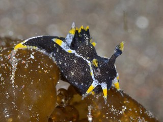 クロコソデウミウシ