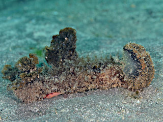 エビつきムカデメリベ