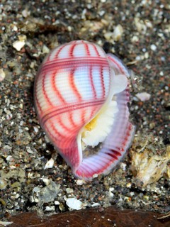 オオベニシボリ
