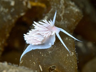 サクラミノウミウシbig