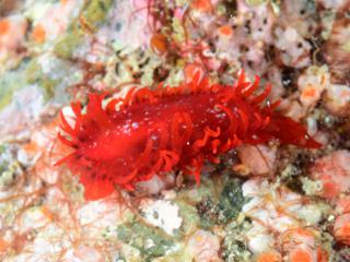 志津川湾のショウジョウウミウシ