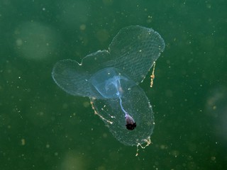 ウチワカンテンカメガイ
