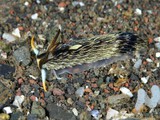 カスミミノウミウシ属の一種2