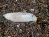 キホシミノウミウシ