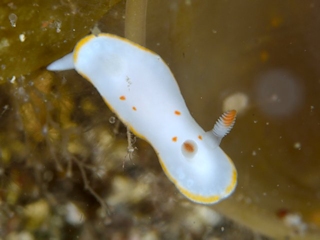 シラユキウミウシ